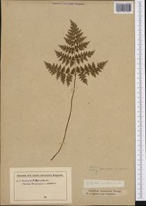 Cystopteris montana (Lam.) Desv., Western Europe (EUR) (Austria)