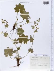 Alchemilla stellaris Juz., Eastern Europe, Central forest region (E5) (Russia)