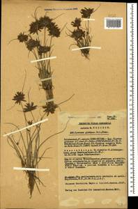 Cyperus flavidus Retz., Caucasus, Azerbaijan (K6) (Azerbaijan)