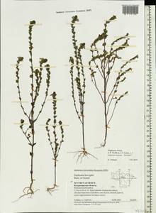 Euphrasia × vernalis List, Eastern Europe, Central region (E4) (Russia)