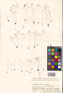 Draba verna L., Eastern Europe, Lower Volga region (E9) (Russia)