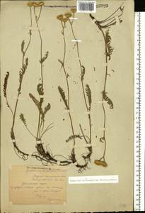 Tanacetum kittaryanum subsp. sclerophyllum (Krasch.) Tzvelev, Eastern Europe, Middle Volga region (E8) (Russia)