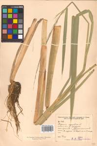 Zizania latifolia (Griseb.) Turcz. ex Stapf, Siberia, Russian Far East (S6) (Russia)