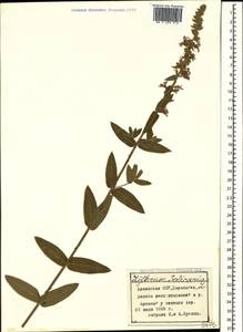 Lythrum salicaria L., Caucasus, Armenia (K5) (Armenia)