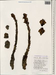 Cistanche tubulosa (Schenk) R. Wight, Caucasus, Dagestan (K2) (Russia)