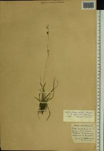 Carex delicata C.B.Clarke, Siberia, Altai & Sayany Mountains (S2) (Russia)