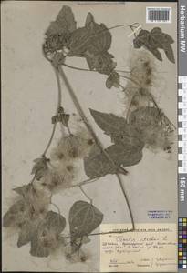 Clematis vitalba L., Caucasus, Krasnodar Krai & Adygea (K1a) (Russia)