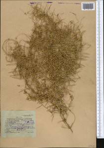 Cuscuta babylonica Aucher ex Choisy, Middle Asia, Karakum (M6) (Turkmenistan)