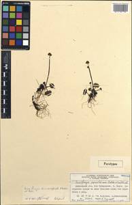 Saxifraga microcephala A.P. Khokhrjakov & V.B. Kuvaev, Siberia, Central Siberia (S3) (Russia)