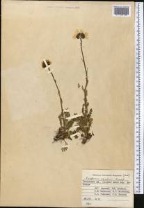 Tanacetum richterioides (C. Winkl.) K. Bremer & Humphries, Middle Asia, Pamir & Pamiro-Alai (M2) (Kyrgyzstan)