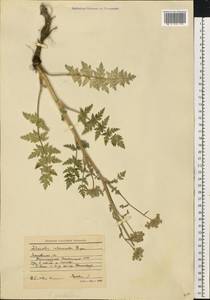 Seseli libanotis (L.) W.D.J.Koch, Eastern Europe, Moscow region (E4a) (Russia)