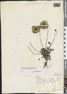 Oreomecon pulvinata subsp. pulvinata, Siberia, Central Siberia (S3) (Russia)