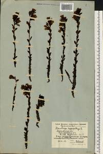 Hypopitys monotropa Crantz, Eastern Europe, Moscow region (E4a) (Russia)