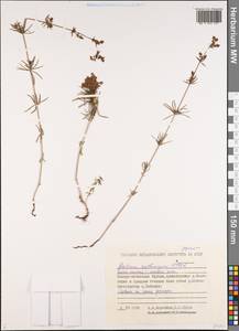 Galium verum subsp. verum, Siberia, Yakutia (S5) (Russia)