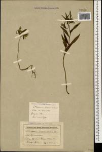 Aegonychon purpurocaeruleum (L.) Holub, Caucasus, Stavropol Krai, Karachay-Cherkessia & Kabardino-Balkaria (K1b) (Russia)