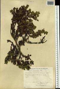 Salix berberifolia Pall., Siberia, Chukotka & Kamchatka (S7) (Russia)