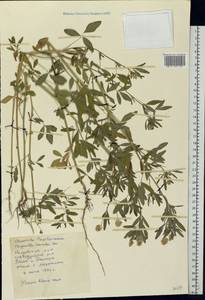 Trigonella caerulea (L.)Ser., Eastern Europe, West Ukrainian region (E13) (Ukraine)