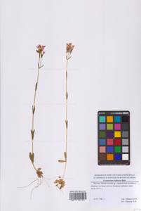 Centaurium erythraea Rafn, Eastern Europe, Moscow region (E4a) (Russia)