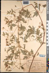 Clematis orientalis L., Middle Asia, Western Tian Shan & Karatau (M3) (Kyrgyzstan)