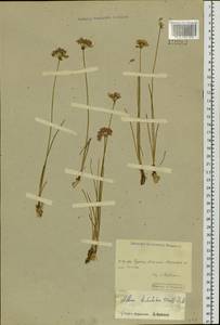Allium bidentatum Fisch. ex Prokh. & Ikonn.-Gal., Siberia, Baikal & Transbaikal region (S4) (Russia)