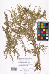 Artemisia umbrosa Turcz. ex DC., Eastern Europe, Moscow region (E4a) (Russia)