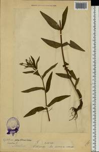 Epilobium hirsutum L., Eastern Europe, Estonia (E2c) (Estonia)