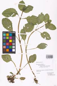 Erythranthe guttata (DC.) G.L.Nesom, Eastern Europe, Moscow region (E4a) (Russia)