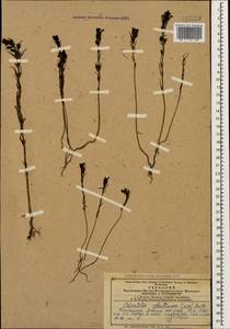 Macrosyringion glutinosum (M. Bieb.) Rothm., Caucasus, Armenia (K5) (Armenia)