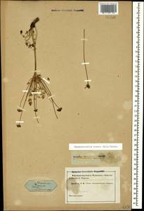 Chamaesciadium acaule (M. Bieb.) Boiss., Caucasus, Black Sea Shore (from Novorossiysk to Adler) (K3) (Russia)