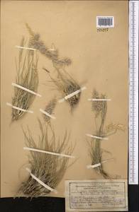 Enneapogon persicus Boiss., Middle Asia, Kopet Dag, Badkhyz, Small & Great Balkhan (M1) (Turkmenistan)
