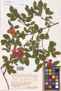 Rosa majalis Herrm., Eastern Europe, Lower Volga region (E9) (Russia)
