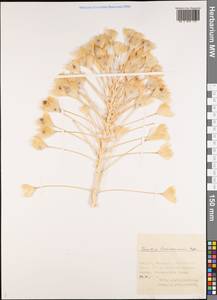 Leontice leontopetalum subsp. ewersmannii (Bunge) Coode, Middle Asia, Syr-Darian deserts & Kyzylkum (M7) (Uzbekistan)