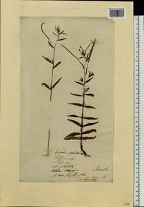 Epilobium palustre L., Eastern Europe, Lithuania (E2a) (Lithuania)