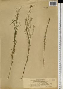 Dontostemon micranthus C.A.Mey., Siberia, Altai & Sayany Mountains (S2) (Russia)