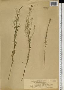 Dontostemon micranthus C. A. Mey., Siberia, Altai & Sayany Mountains (S2) (Russia)