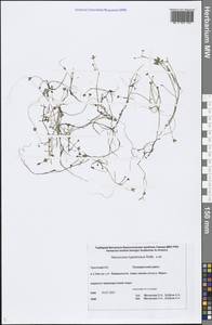 Ranunculus hyperboreus Rottb., Siberia, Chukotka & Kamchatka (S7) (Russia)