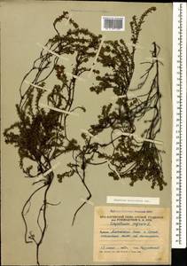 Empetrum nigrum subsp. caucasicum (Juz.) Kuvaev, Caucasus, South Ossetia (K4b) (South Ossetia)