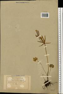 Ranunculus auricomus L., Eastern Europe, Central forest-and-steppe region (E6) (Russia)