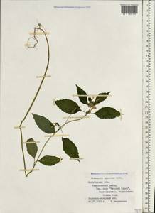 Galeopsis speciosa Mill., Eastern Europe, Northern region (E1) (Russia)