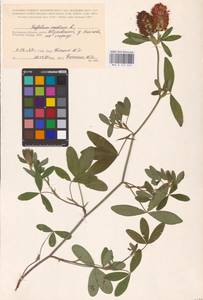 Trifolium medium L., Eastern Europe, Central region (E4) (Russia)