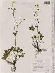 Ranunculus acris L., Western Europe (EUR) (Germany)