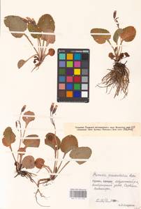 Primula pseudoelatior Kuzn., Caucasus, Georgia (K4) (Georgia)