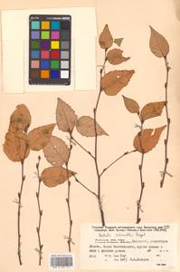 Betula schmidtii Regel, Siberia, Russian Far East (S6) (Russia)