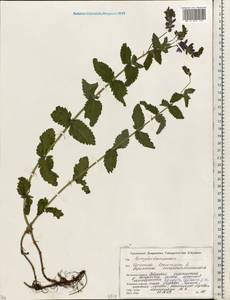 Veronica teucrium L., Eastern Europe, Belarus (E3a) (Belarus)