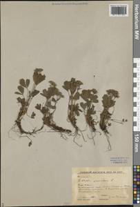 Sibbaldia procumbens L., Siberia, Altai & Sayany Mountains (S2) (Russia)