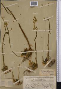 Rosularia radicosa (Boiss. & Hohen.) Eggli, Middle Asia, Western Tian Shan & Karatau (M3) (Kazakhstan)