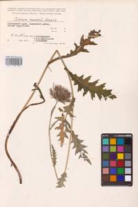 Cirsium maackii Maxim., Siberia, Russian Far East (S6) (Russia)