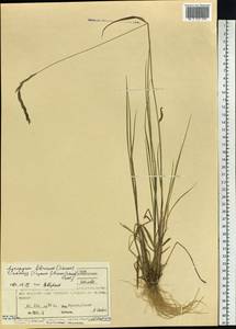 Elymus fibrosus (Schrenk) Tzvelev, Siberia, Central Siberia (S3) (Russia)