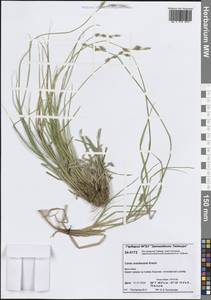 Carex mackenziei V.I.Krecz., Siberia, Central Siberia (S3) (Russia)