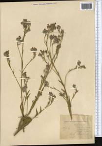 Boraginaceae, Middle Asia, Kopet Dag, Badkhyz, Small & Great Balkhan (M1) (Turkmenistan)